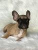 The Amazing Red Fawn French Bulldog