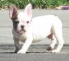 Well socialized French Bulldog Puppies