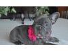 FJHF French Bulldog puppies for sale