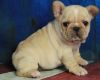 Male and female French Bulldog puppies