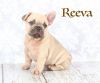 Frenchie Girl, Blue, Kc Registered, Ready Now