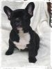 tunning French bulldog Mixed Litter, Reduced Prices
