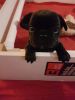 Male French Bulldog Puppy Brutus!!!xxx-xxx-xxxx.