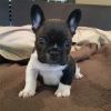 We have BEAUTIFUL French Bulldog puppies