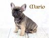 French Bulldog Puppy Looking For His Forever Home