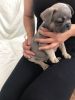 Kc French Bulldogs For Sale 3 Sold 1reserved 1left