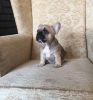 Blue Fawn Blue Fawn Sable French Bulldog Puppies