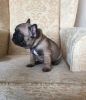 Kc French Bulldog Puppies Only 3 Now Available!!!
