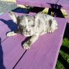Blue Merle French Bulldogs for sale