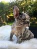 Merle french bulldog Available