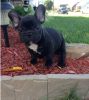 I have 2 french bulldog puppies available