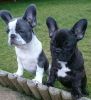 FRENCH BULLDOG AVAILABLE NOW