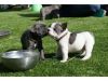 Super Cute French Bulldog Puppies Townsville