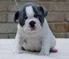 Ready Now,outstanding Kc Reg Blue French Bulldogs
