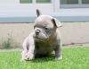 male and female french bull Puppies ready