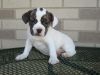 Gorgeous AKC French bull dog puppies