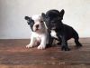 Rehoming my frenchies
