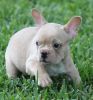 French Bulldog Puppies, must see!