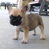 $800, Blue , Brindle , red Fawn french bulldog puppies