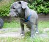 Kc Reg Blue And Blue Pied French Bull Dog Puppy\'s
