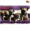 FRENCH BULLDOG PUPPIES FOR ADOPTION AND REHOMING