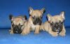 French Bulldog Puppies Stunning Colours