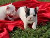 French bulldog puppies(xxx) xxx-xxx1