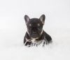 Quality French Bulldogs For Sale Triple Carriers