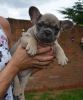 AKC French Bulldog puppies from trusted breeder - various colors