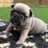 Kc Registered French Bulldog Puppies For Sale.