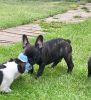 Cute!! Frenchie Puppies For Sale