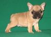 Quality Health Tested French Bulldog's!