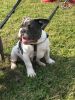 Stunning Blue French Bulldogs-kc Registered_{Fawn And Blue Fawn Pups}