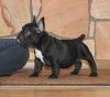 Intelligent French Bulldog Puppies For Sale