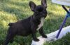 Trained French Bulldog Puppies For Sale