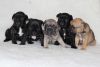 5*french Bulldog Pups From 1400gbp. Kc Reg.