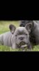 Beautifull Blue French Bulldogs-price Reduced