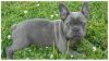 Ready Now - Triple Carrier Blue French Bulldogs