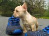French Bulldog Beautiful pups available to loving forever homes