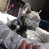 french bulldog puppies for a good home