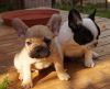 Gorgeous Blue/White Male and Female French Bulldog Puppies