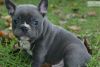 Charming French Bulldog pups for adoption