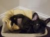9 week old french bulldog puooies.AKC Full rights