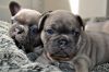 French Bulldog Puppies Looking for a new Home