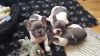 gorgeous Blue/White Male and Female French Bulldog Puppies