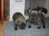French bulldog pups (xxx)xxx-xxxx