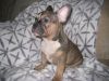 Beautiful French Bulldog Puppies For Sale...