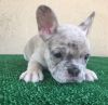Cute Frenchies For Sale