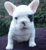 French Bulldog Puppies available for you now