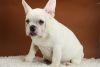 Snow - French Bulldog - Papered